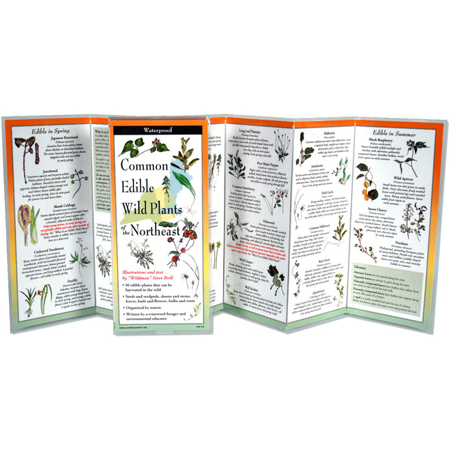 Edible Plants of the Northeast - Ingram