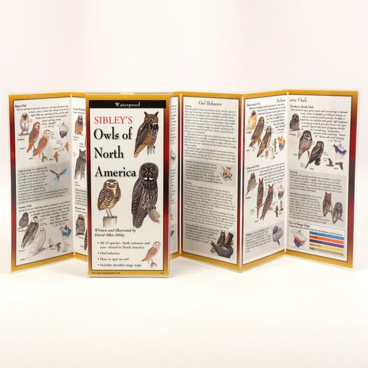 Sibley's Owls of North America - Ingram