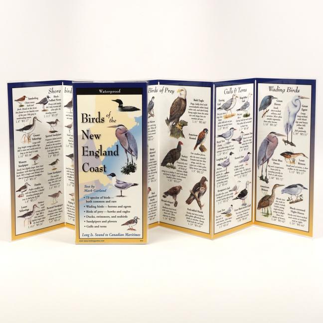 Birds of the New England Coast - Ingram
