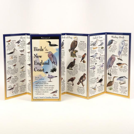 Birds of the New England Coast - Ingram