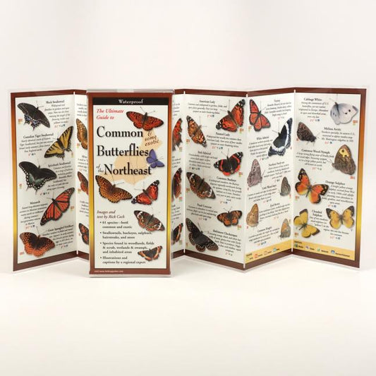 Common Butterflies of the Northeast - Ingram