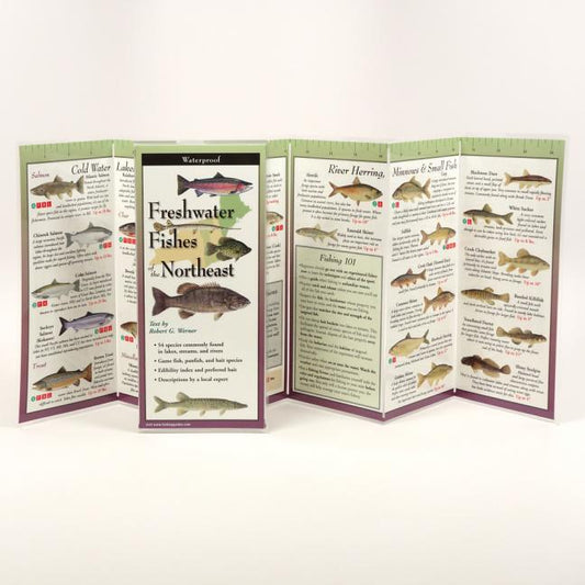 Freshwater Fishes of Northeast - Ingram