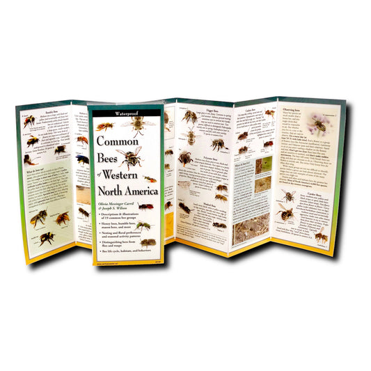 Common Bees of Western North America - Ingram