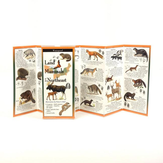 Land Mammals of the Northeast - Ingram