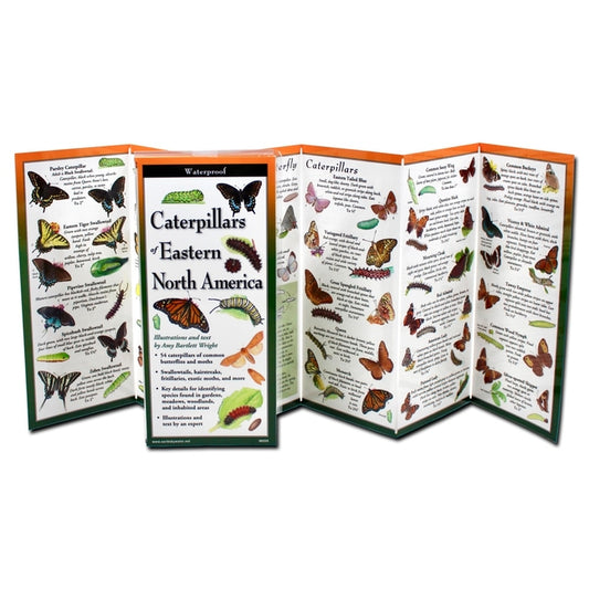 Caterpillars of Eastern North America - Ingram