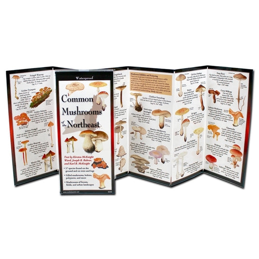 Common Mushrooms of the Northeast - Ingram