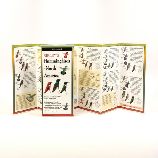 Sibley's Hummingbirds of North America - Ingram